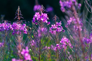 Gün batımında pembe çiçekler, yakın plan. Kahrolası kır arazisi. Yaz manzarası. Sıcak akşam güneşi. Letonya