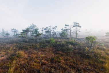Gün doğumunda bir bataklık. Çiçeklerin açtığı orman zemini, yakın plan çam ağaçları. Sis ve açık mavi sabah gökyüzü. Kemeri Milli Parkı, Letonya