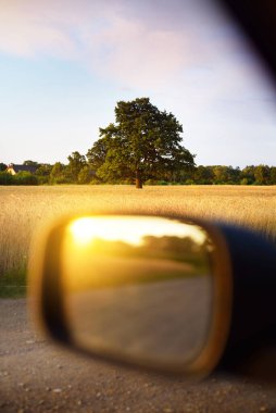 Yaz kırsal arazisi. Altın ekin tarlası manzarası. Yalnız meşe ağacını yakından çek. Güzel günbatımı bulutları. Arka planda orman var. - Letonya. Arabanın penceresinden bir manzara.
