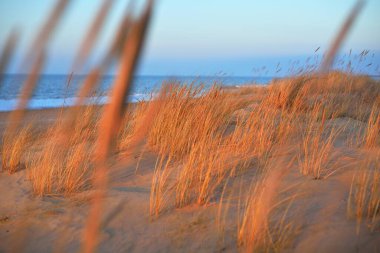 Gün batımında Baltık Denizi kıyısında. Altın akşam güneşi. Kum tepeleri ve bitkiler yakın plan. Letonya 'da ilkbahar başı. Doğa, çevre, ekoloji