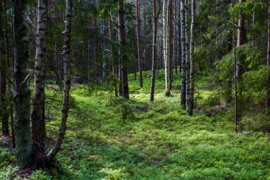 Yeşillik bir orman, yosunlu ağaçlar. Ağaç gövdelerinin arasından gün ışığı. Ruhnu Adası, Estonya