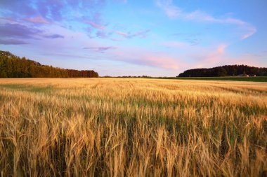 Yaz kırsal arazisi. Altın ekin tarlası manzarası. Yalnız meşe ağacını yakından çek. Güzel günbatımı bulutları. Arka planda orman var. Letonya