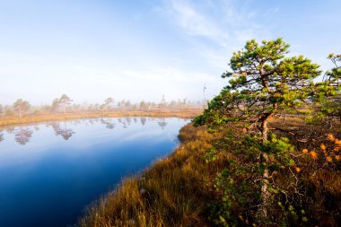 Sabah sisinde kristal berrak göl ve bataklık. Suda yansıma. Parlak mavi gökyüzü. Arka planda çam ağaçları var. Kemeri Milli Parkı, Letonya