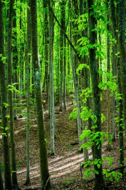 Yaz ormanı manzarası. Yeşil kayın ormanı, yakın ağaçlar. Almanya