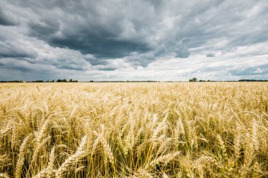 Yaz kırsalında. Bulutlu bir günde tarla manzarası, yakın çekim. ABD