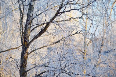 Güneşli kış günü. Karla kaplı huş ağaçları yakın plan. Açık mavi gökyüzü. Letonya