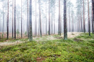 Orman manzarası. Bulutlu bir kış gününde çam ağaçlarının arasından sabah sisi. Letonya