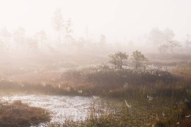 Gün doğumunda bir bataklık. Sisteki çam ağaçları. Saf sabah ışığı, ağaç gövdelerinden güneş ışınları geçiyor. Kemeri Milli Parkı, Letonya