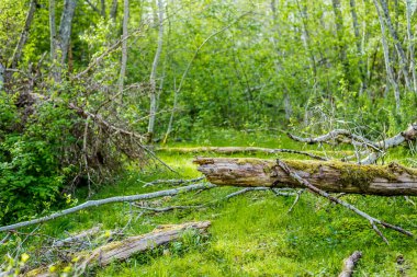 Yaz ormanı manzarası. Yeşil ağaçlar yakın plan. Finlandiya
