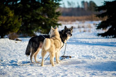 Açık ve güneşli bir kış gününde Husky karda yürüyor ve oynuyor. Laponya, Finlandiya