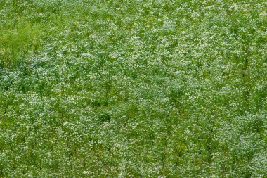 Çiçek açan papatya tarlasının havadan görünüşü. Yeşil çimenler. Çiçek deseni. Setomaa, Estonya