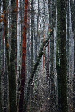 Karanlık orman sahnesi. Yağmurlu bir sonbahar günü. Yosun dolu ağaç gövdeleri yakın plan. Letonya