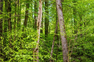 Yaz ormanı manzarası. Yeşil kayın ormanı, yakın ağaçlar. Almanya