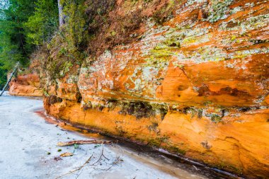 Kış orman manzarası. Nehir kenarındaki kayalıklar ve arka planda çam ağaçları. Gauja Ulusal Parkı, Letonya
