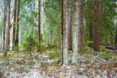 Kış kır manzarası. Ormanda beyaz bir sis. Çam ağaçları ve saf sabah ışığı. İsveç