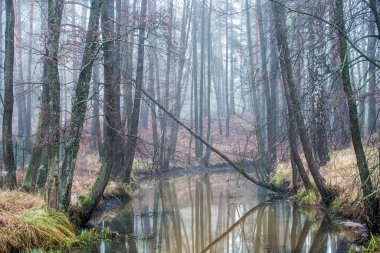 Karanlık orman manzarası. Bulutlu bir kış gününde sislerin içinde bir nehir ve ağaçlar. Letonya