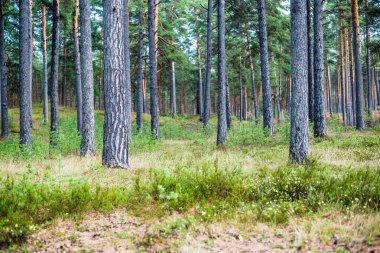 Yaz manzarası. Yağmurdan sonra Evergreen Ormanı. Çam ağaçları yakın plan. Finlandiya