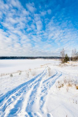 Kırsal alanda karla kaplı yol ve güneşli bir kış gününde soğuk huş ağacı ve köknar ağaçları. Taze karda araba izleri. Ulbroka, Letonya