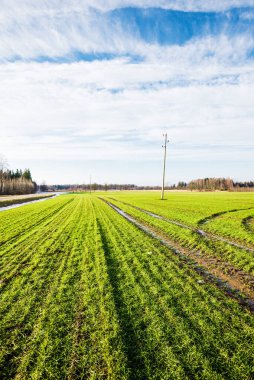 Baharın başında. Kır manzarası. Açık mavi gökyüzü ve beyaz bulutlara karşı yeşil tarımın manzarası. Arka planda orman var. Polonya