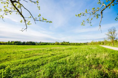 Kır manzarası. Yeşil tarlalardan geçen toprak bir yol ve yakın plan bir ağaç. Arka planda orman var. Finlandiya