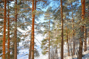 Kış ormanı sahnesi. Karla kaplı çam ağaçları, tepeler ve yollar. Arka planda donmuş nehir var. Güneş ışınları ve saf akşam ışığı. Letonya