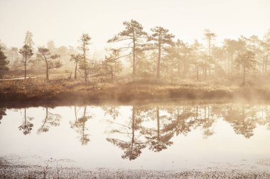 Gün doğumunda bir bataklık. Sabah sisinde çam ağaçları. Saf sabah ışığı, ağaç gövdelerinden güneş ışınları geçiyor. Kemeri Milli Parkı, Letonya
