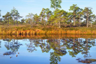 Sabah sisinde kristal berrak göl ve bataklık. Suda yansıma. Parlak mavi gökyüzü. Arka planda çam ağaçları var. Kemeri Milli Parkı, Letonya