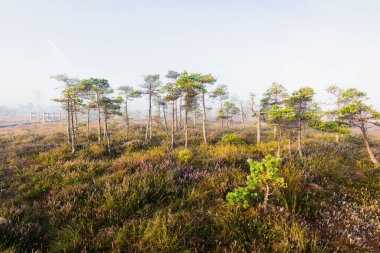 Gün doğumunda bir bataklık. Çiçeklerin açtığı orman zemini, yakın plan çam ağaçları. Sis ve açık mavi sabah gökyüzü. Kemeri Milli Parkı, Letonya