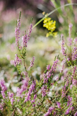 Ormanda sabah oldu. Çiçekli fundalık yakın plan. Letonya