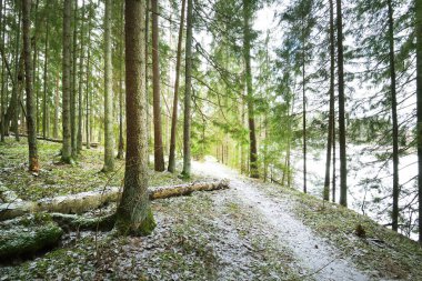 Kış kır manzarası. Ormanda beyaz bir sis. Çam ağaçları ve saf sabah ışığı. Orman yolu. Almanya