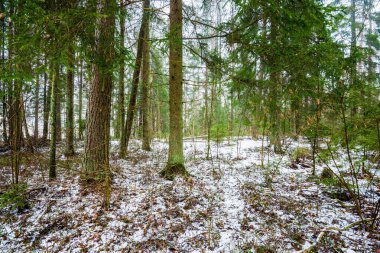 Kış kır manzarası. Ormanda beyaz bir sis. Çam ağaçları ve saf sabah ışığı. İsveç