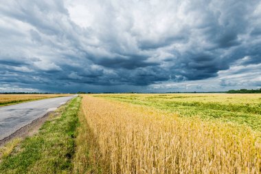 Yaz manzarası. Tarımsal tarlalardan geçen boş bir asfalt yol, arka planda orman manzarası. ABD