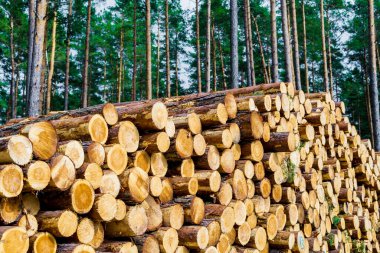 Çam ormanında yakacak odun, yakın plan. Letonya