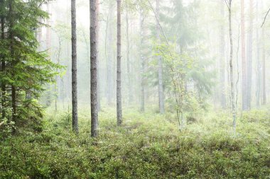Karanlık orman sahnesi. Sabah sisi ve ağaçların arasından gün ışığı. Çam ve ladin yakın plan. Kemeri, Letonya