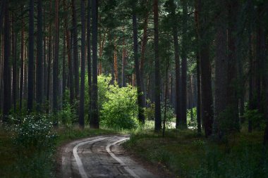 Koyu yeşil çam ormanında bir patika. Letonya