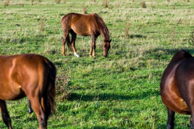 Açık bir sonbahar gününde çiftliğin manzarası, Letonya 'da kahverengi atlar.