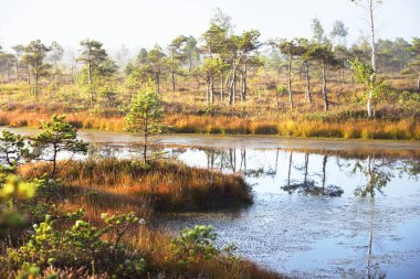 Sabah sisinde kristal berrak göl ve bataklık. Suda yansıma. Parlak mavi gökyüzü. Arka planda çam ağaçları var. Kemeri Milli Parkı, Letonya