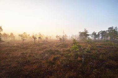 Gün doğumunda bir bataklık. Genç çam ağaçları yakın plan. Sis ve açık mavi sabah gökyüzü. Altın güneş ışığı. Kemeri, Letonya