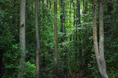 Yağmurdan sonra yeşil bataklık ormanı manzarası. Ağaç gövdelerinden güneş ışınları geçiyor. Letonya