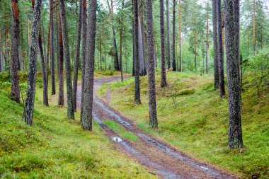 Yaz manzarası. Yağmurdan sonra yeşil ormandan geçen toprak bir yol. Çam ağaçları yakın plan. Finlandiya