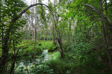 Koyu yeşil orman manzarası. Huş ağaçları yakın plan. Letonya