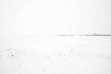Letonya 'nın bulutlu bir kış gününde arka planda bir ormanın olduğu karla kaplı bir kır arazisi manzarası