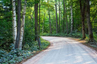 Yeşil ağaçların arasından geçen toprak bir yol. Akşam güneşi ve gölgeler. Yaz kır manzarası. Kemeri, Letonya