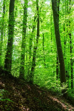 Yaz ormanı manzarası. Yeşil kayın ormanı, yakın ağaçlar. Almanya