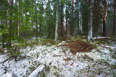 Karla kaplı, gizemli, yemyeşil ormanın içinden geçen yol. Çam, ladin, köknar ağaçları, yakın plan kütükler. Doğa, mevsimler, kış, ekoloji, İsveç 'te çevre koruma. Karanlık atmosferik manzara