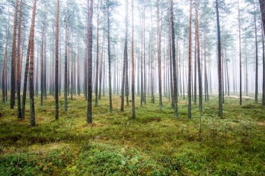 Orman manzarası. Bulutlu bir kış gününde çam ağaçlarının arasından sabah sisi. Letonya