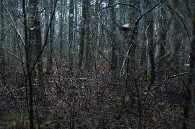 Karanlık orman sahnesi. Yağmurlu bir sonbahar günü. Yosunlu çam ve huş ağaçları, dallar ve renkli yapraklar yakın plan. Letonya