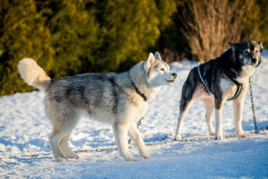 Açık ve güneşli bir kış gününde Husky karda yürüyor ve oynuyor. Laponya, Finlandiya
