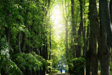 Yaz manzarası. Şehir parkındaki uzun yeşil ağaçların arasında. Parlak güneş ve mavi gökyüzü. Riga, Letonya