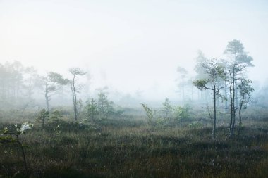 Güneşin doğuşunda sisli bataklık. Çam ağaçları yakın plan. Temiz sabah ışığı. Kemeri Milli Parkı, Letonya